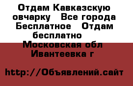 Отдам Кавказскую овчарку - Все города Бесплатное » Отдам бесплатно   . Московская обл.,Ивантеевка г.